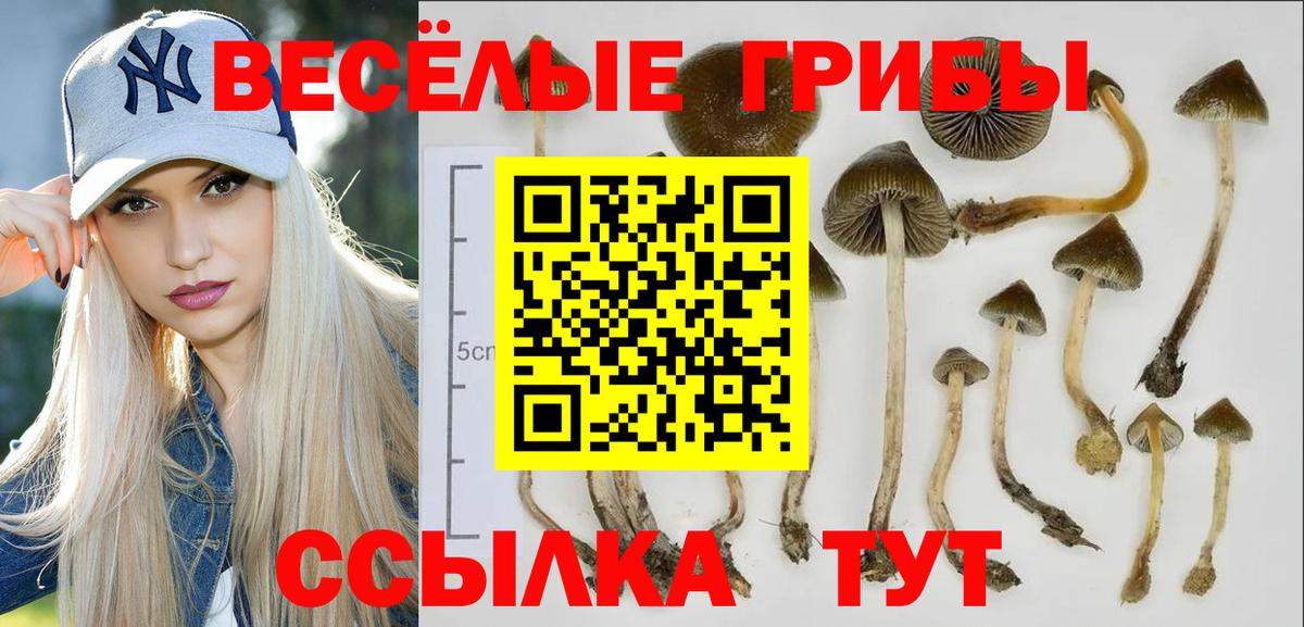 Псилоцибиновые грибы Psilocybine cubensis Кизилюрт